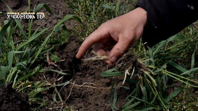 Как Вывести ПЫРЕЙ с Огорода НАВСЕГДА - КАК ИЗБАВИТЬСЯ от ПЫРЕЯ - Действенные Способы