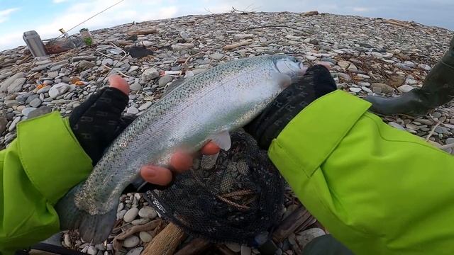 Ловля форели в Черном море 2022! Сочинская беглянка