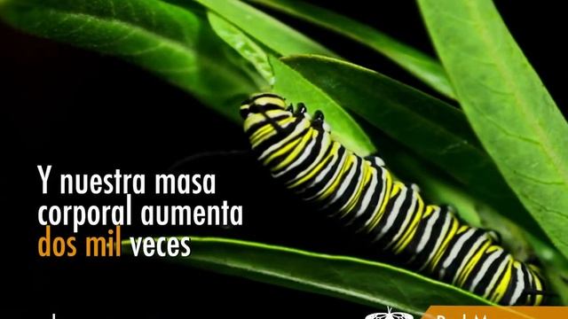 La Asclepia y la Oruga Monarca