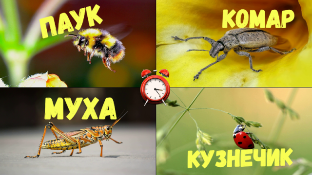 Отгадай насекомое. Игра для детей. Проверь свои знания.