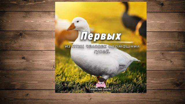 Удивительные факты