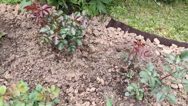 Обустройство клумбы с розами.