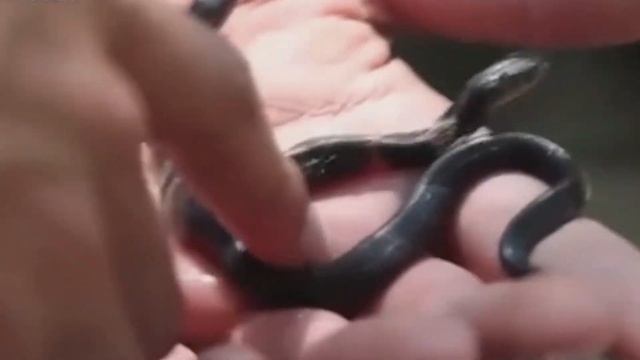 10 Мутантов Чернобыля Снятых на Камеру