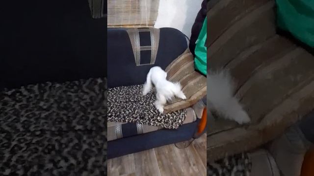 собачьи эмоции?