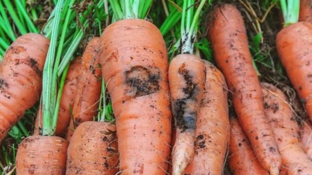 МОРКОВНАЯ МУХА - избавляемся быстро и навсегда! ДВОЙНАЯ защита от морковной мухи!