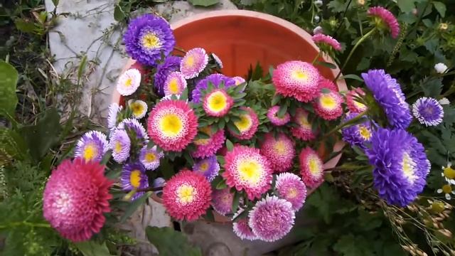 Новые сорта астры