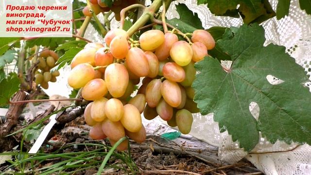 Виноград Соперник- новая форма винограда с розовыми ягодами и приятным мускатным вкусом.