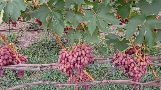 @Виноград Лучистый кишмиш Виноград 2020