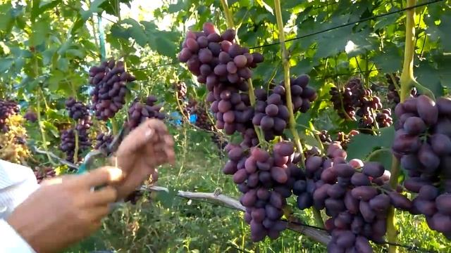 @Виноград Талдун Хороший виноград