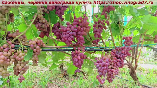 Парад сортов на 27.07.24 года - виноград Полонез 50. Купить черенки https://shop.vinograd7.ru/