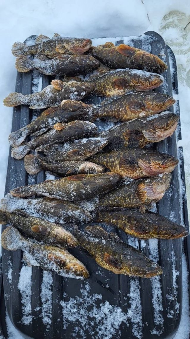 Рыбалка на ротана зимой.