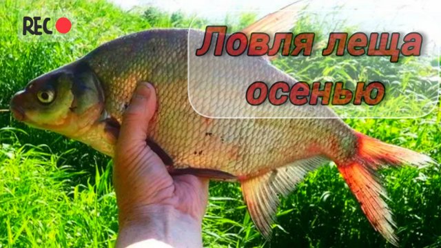 КАК ЛОВИТЬ ЛЕЩА ОСЕНЬЮ? МЕСТА для ОСЕННЕЙ РЫБАЛКИ на ЛЕЩА. НАЖИВКИ И СНАСТИ для ЛОВЛИ ЛЕЩА ОСЕНЬЮ