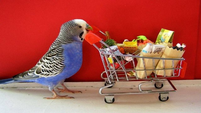 ГОВОРЯЩИЕ И САМЫЕ СМЕШНЫЕ ПОПУГАИ со всего мира | ПРИКОЛЫ С ПОПУГАЯМИ | FUNNY PARROTS часть 5