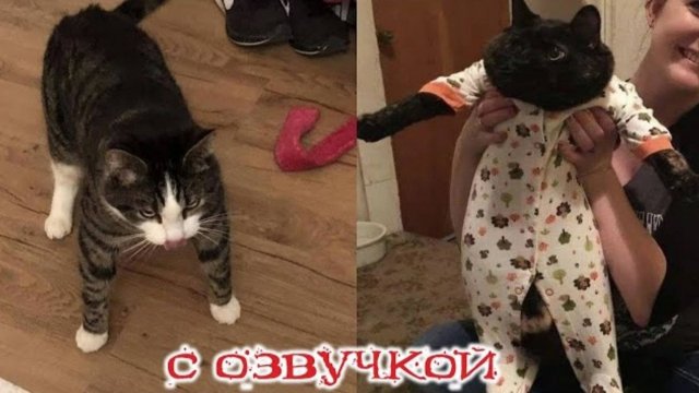 Приколы с котами С ОЗВУЧКОЙ Смешные коты 2024 САМЫЕ СМЕШНЫЕ ЖИВОТНЫЕ