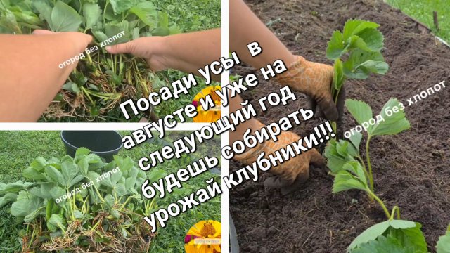 Как правильно посадить усы клубники осенью, что бы кусты быстро принялись и не болели.