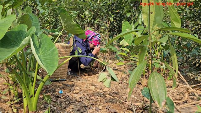 Full Video: Mom kicked me out of the house, I completed the bamboo house myself