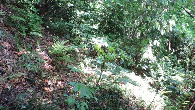 逗子市桜山の道路遺構「上坂」(最上部)