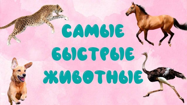 Самые быстрые животные мира ¦ Развивающее видео для детей ¦ карточки Домана