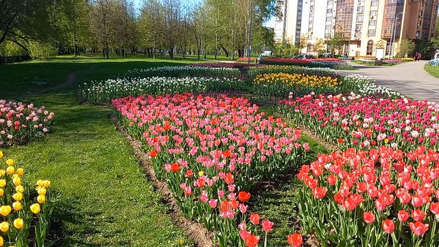 Тюльпаны.