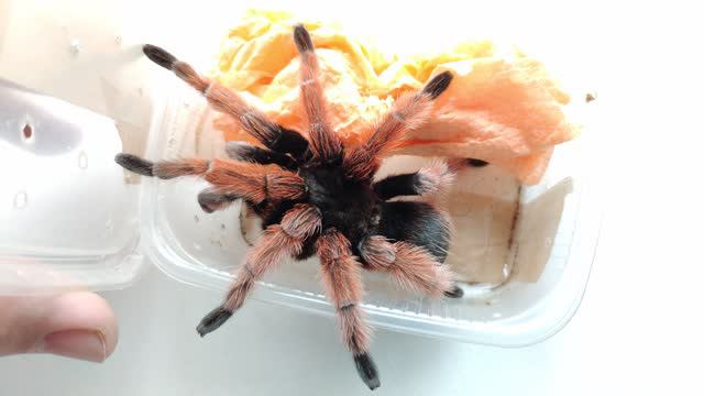 Посылка с адульт самцами. Brachypelma klaasi, Nhandu carapoensis, Phormictopus auratus