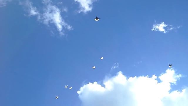 Николаевские голуби в Смоленске 1