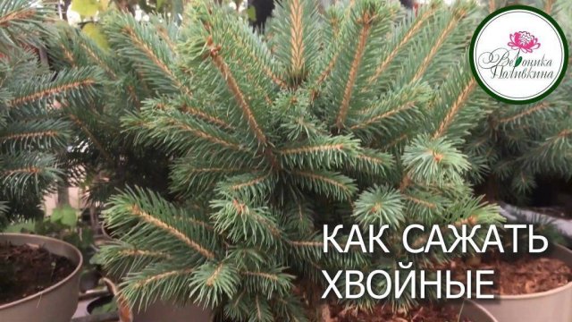 ПОСАДКА ХВОЙНЫХ