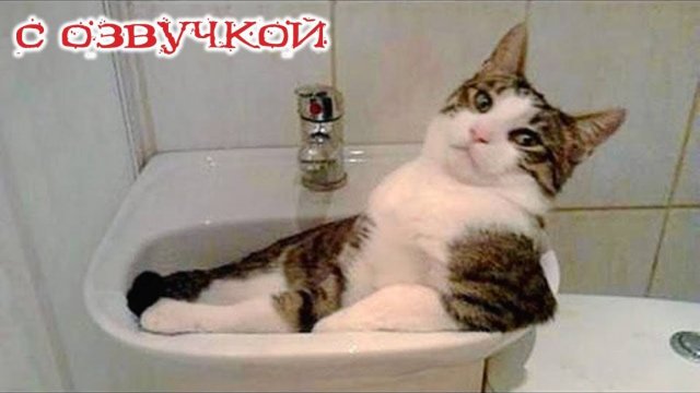 Приколы с котами! Самые смешные животные! С ОЗВУЧКОЙ! Тест на ПСИХИКУ)))