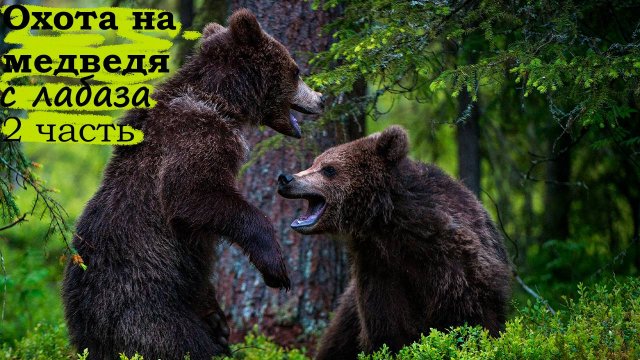 Охота на медведя с лабаза часть 2