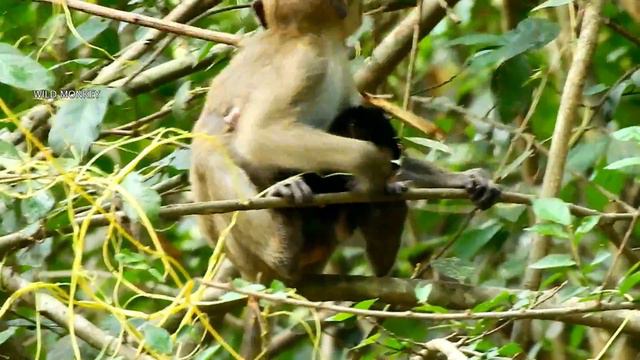 BEG ... GOG HELP CALVIN GET MILK !! Poor Calvin cry hopeless under eyes Casi reason NO MORE MILK