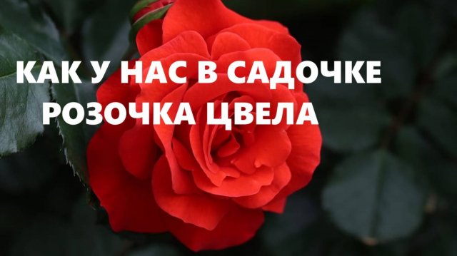 Эко-сумка с крэйзи-розой.(сентябрь 2024г)