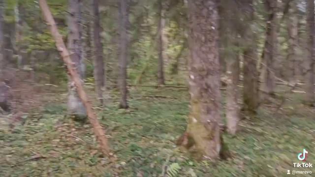 Горыныч)