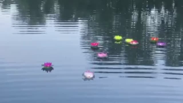 Glowing Water Lilies