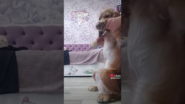 Like_7417753484572430475.mp4
