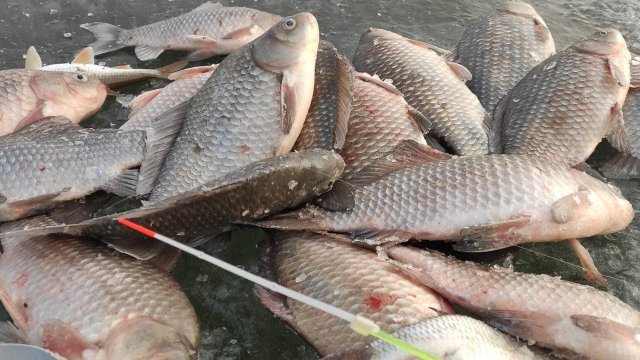 Вот ОНИ ДАВЯТ - ЛЕСКА СКРИПИТ, КИВКИ ИГРАЮТ!! Зимняя рыбалка на карася