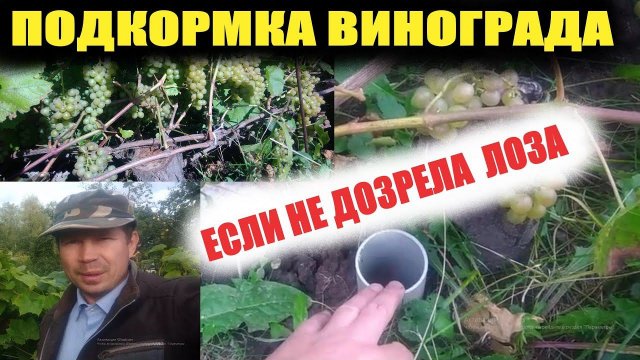 Подкормка винограда(август,сентябрь).Чем подкормить виноград осенью.