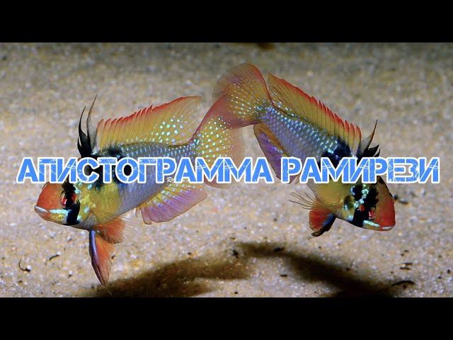 АПИСТОГРАММА РАМИРЕЗИ. СОДЕРЖАНИЕ И РАЗВЕДЕНИЕ