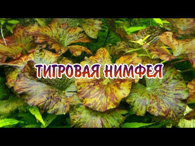 ТИГРОВАЯ НИМФЕЯ. СОДЕРЖАНИЕ В АКВАРИУМЕ.