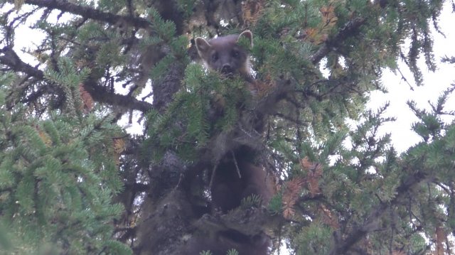 РАБОТА ЛАЙКИ ПО КУНИЦЕ (скоро на канале полное видео)Сезон 2024