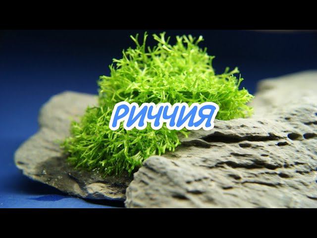 РИЧЧИЯ. СОДЕРЖАНИЕ В АКВАРИУМЕ.