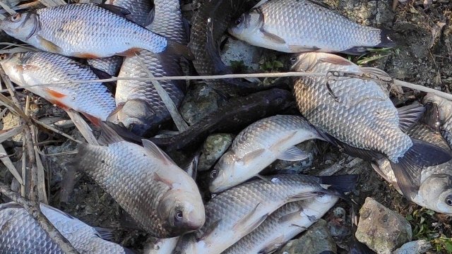 РЫБАЛКА НА ПОПЛАВОК, ЖОР КАРАСЯ И 15 САЗАНОВ НА УДОЧКУ рыболовный дзен и ничего лишнего