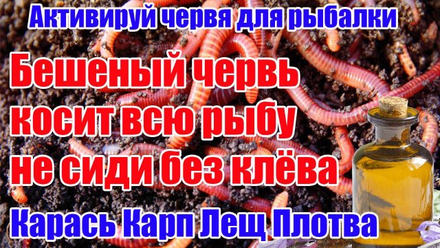 Этот Червь соберет всю Рыбу! Насадка на Карася Карпа Леща Круглый год
