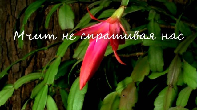 Видеомонтаж к юбилею