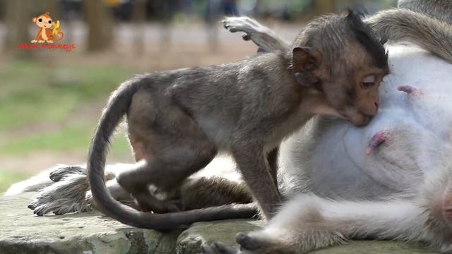 Very Pitiful! Baby Monkey Lori Cry Loudly - She Very Hungry & Don't Want Far From Mom