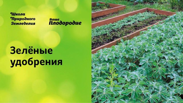 Зелёные удобрения — основа природного земледелия