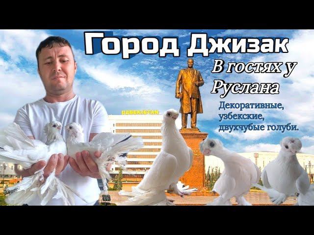 В гостях у Руслана Узбекистан г.Джизак.Разговор о селекции голубей, двухчубые. #голуби #обзор