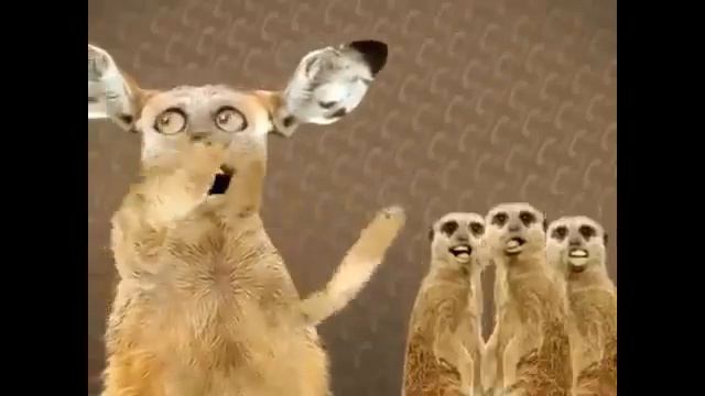 ПОЮЩИЕ КОТЫ - МАЙЯ ХИ, МАЙЯ ХУ...