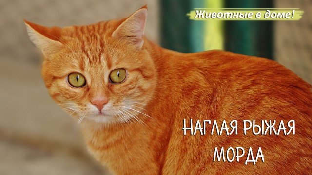 "Наглая рыжая морда" - прикольный рассказ рыжего кота.
