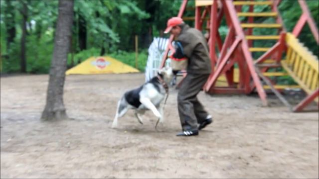 Амалия ПРК ЦВЕО