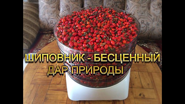 Заготовка шиповника на зиму.