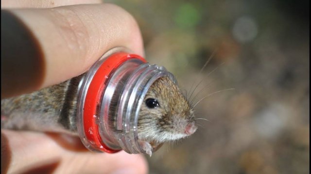 ✅Элементарная мышеловка из пластиковой бутылки за 1минуту